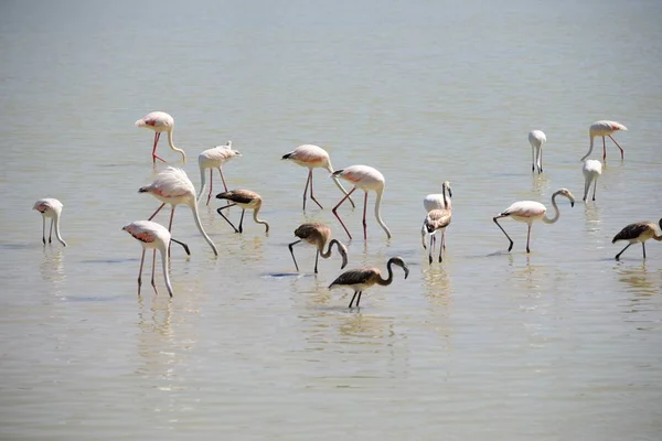 Vista Panorámica Majestuosos Flamencos Naturaleza — Foto de Stock