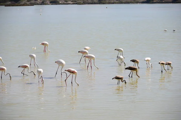 Vista Panorámica Majestuosos Flamencos Naturaleza — Foto de Stock