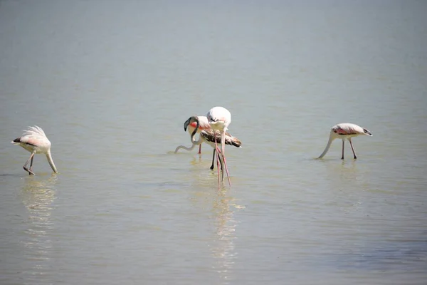 Scenic View Majestic Flamingos Nature — Stock Photo, Image