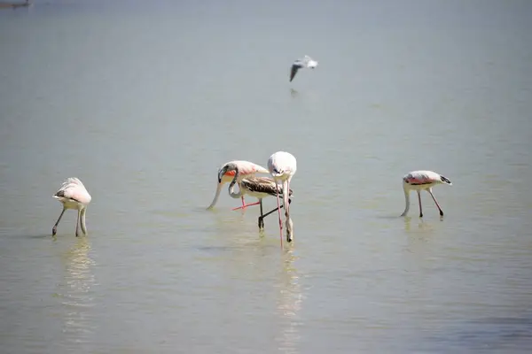 Schilderachtig Uitzicht Majestueuze Flamingo Natuur — Stockfoto