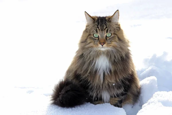 Норвежская Лесная Кошка Снегу — стоковое фото