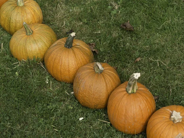 Erntedankfest Mit Kürbissen Selektiver Schwerpunkt — Stockfoto