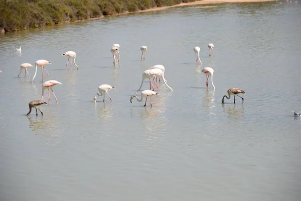 Vacker Utsikt Över Majestätiska Flamingos Naturen — Stockfoto