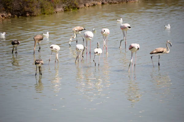 Festői Kilátás Fenséges Flamingók Természetben — Stock Fotó