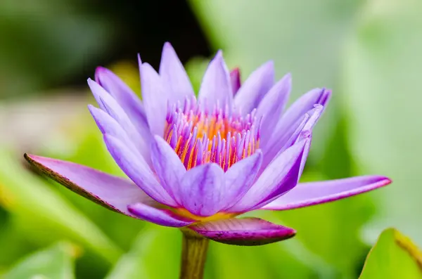 Фіолетовий Lotus Nymphaea Nouchali Красиву Квітку Таїланді — стокове фото