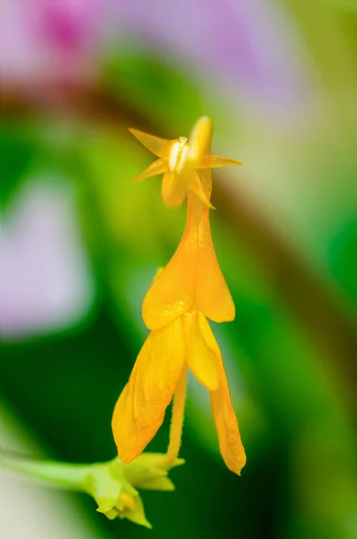 Gros Plan Fleur Jaune Globba Winitii Mauve Dancing Girl Prise — Photo