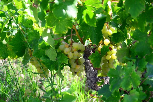 Grappoli Uva Viti Agricole Uva — Foto Stock