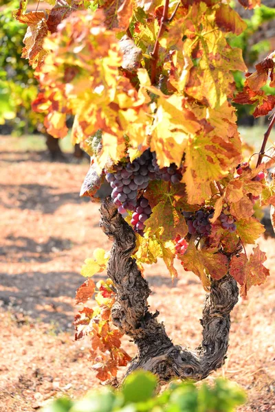 Grappoli Uva Albero Con Uva — Foto Stock