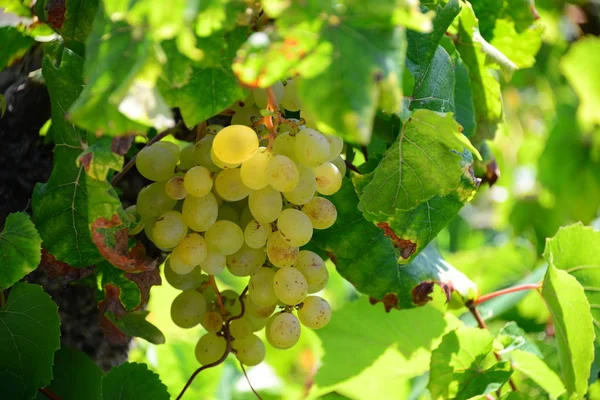 Vigne Vignoble Rural Grappes Raisins — Photo