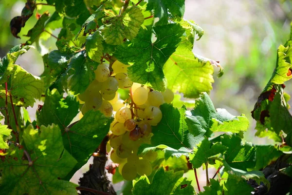 Pęczki Winogron Drzewo Winogronami — Zdjęcie stockowe