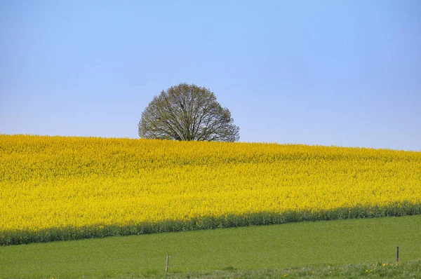 Vista Pittoresca Della Scena Della Natura — Foto Stock