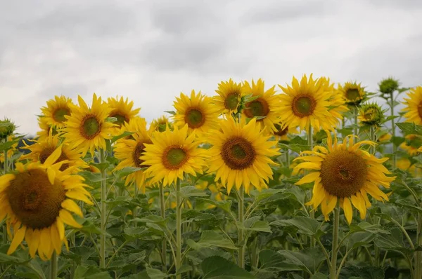 Malgré Les Nuages Soleil Brille Non Même Les Soleils — Photo