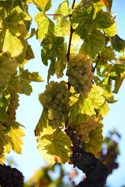 Grappes Vigne Arbre Fruitier — Photo