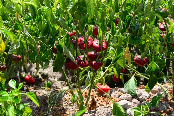 Paprika Auf Dem Feld Español — Foto de Stock