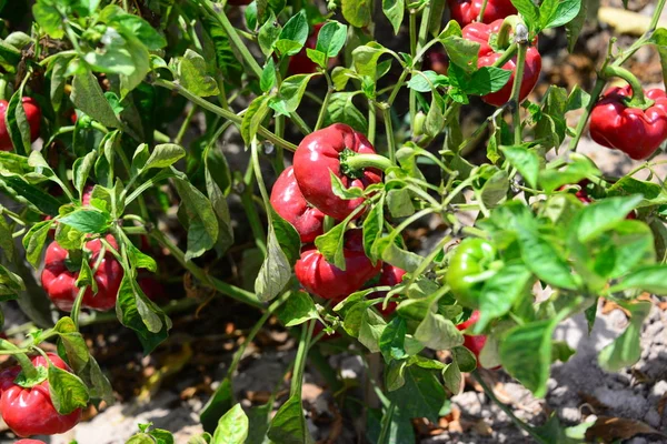 Paprika Auf Dem Feld Spanien — Stockfoto