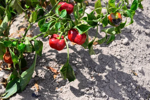 Paprika Auf Dem Feld Español — Foto de Stock