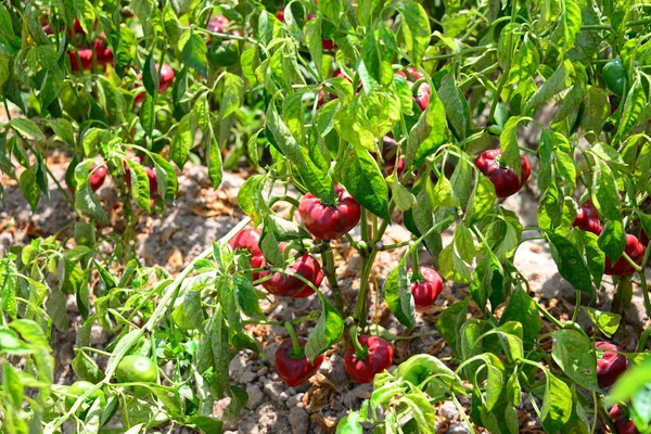 Paprika Auf Dem Feld Español — Foto de Stock