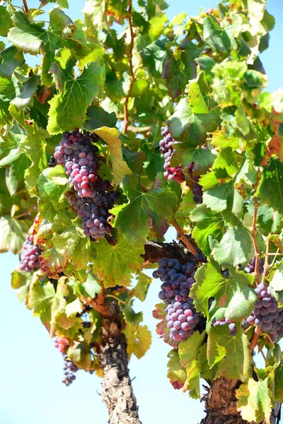 Vignobles Campagne Agriculture Plantes — Photo