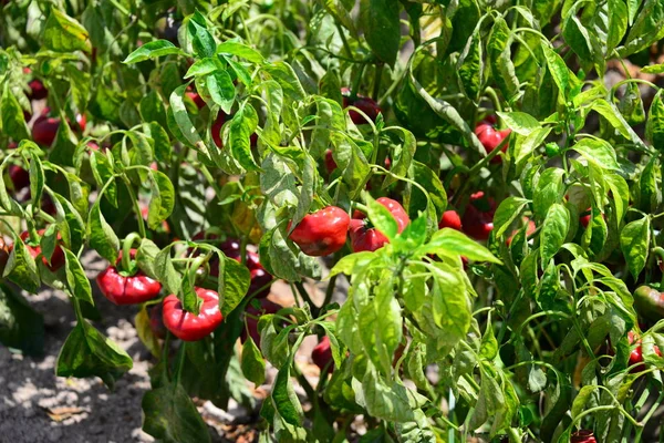 Paprika Auf Dem Feld Español — Foto de Stock