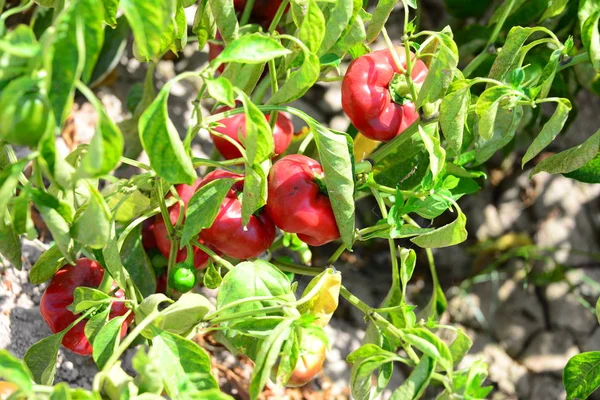 Paprika Auf Dem Feld Español — Foto de Stock