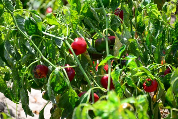 Paprika Auf Dem Feld Español — Foto de Stock