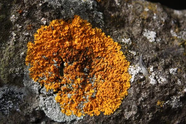 Xanthoria Parietina Žlutý Lišejník — Stock fotografie