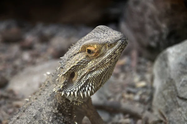 Exotiska Ödla Djur Leguanreptil — Stockfoto