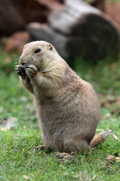 Prairie Dog Animals Wildlife Genus Cynomys Hamster — Stock Photo, Image