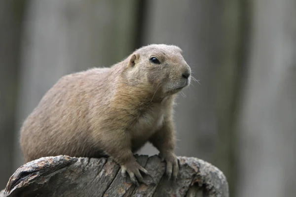 Präriehundar Vilda Djur Släktet Cynomys Hamster — Stockfoto