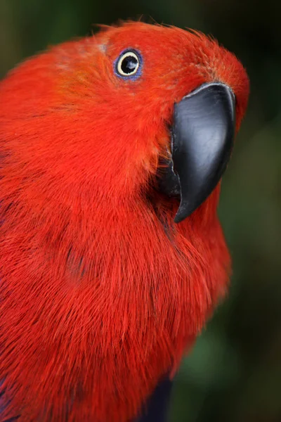 Vista Panorâmica Belo Pássaro Papagaio — Fotografia de Stock