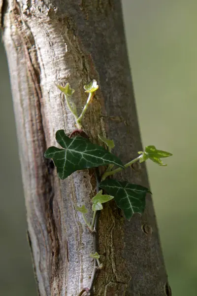 Sarmaşık Yaprakları Tırmanma Bitkisi Bitki Örtüsü — Stok fotoğraf