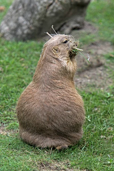 Präriehund Tiere Tierwelt Gattung Cynomys Hamster — Stockfoto