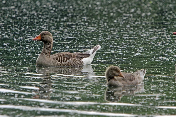 Malowniczy Widok Piękną Gęś Greylag — Zdjęcie stockowe