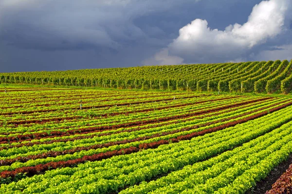 Campo Hortalizas Vino —  Fotos de Stock