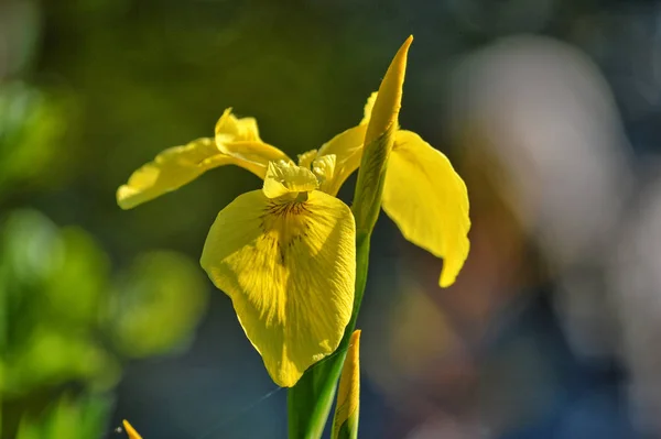 Botanická Flóra Orchidej — Stock fotografie