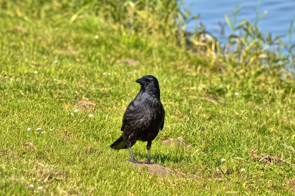 草地上的一只黑色乌鸦 — 图库照片