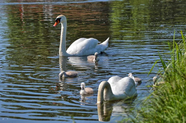 Labutě Svými Potomky — Stock fotografie