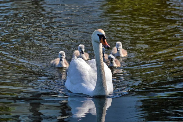 Swans Chicks — Stock Photo, Image