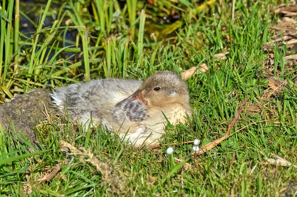 Braune Ente Auf Einer Wiese — Stockfoto