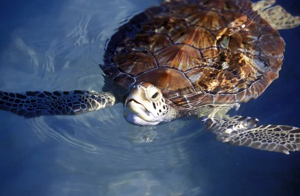 Tortugas Animales Fauna Natural — Foto de Stock