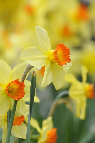 Osterglocke Osterglocken Narciso Narcisi Fiore Fiori Fiore Fiori Giardino Parco — Foto Stock