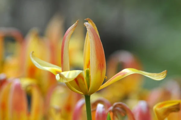 Nahaufnahme Von Schönen Sommerblumen — Stockfoto