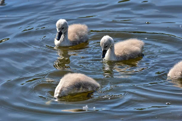 Eine Schwanwenfamilie Mit Ihrem Küken — Stockfoto