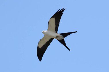 Swallow-tailed Kite (Elanoides forficatus) in flight hunting in the Florida Everglades clipart