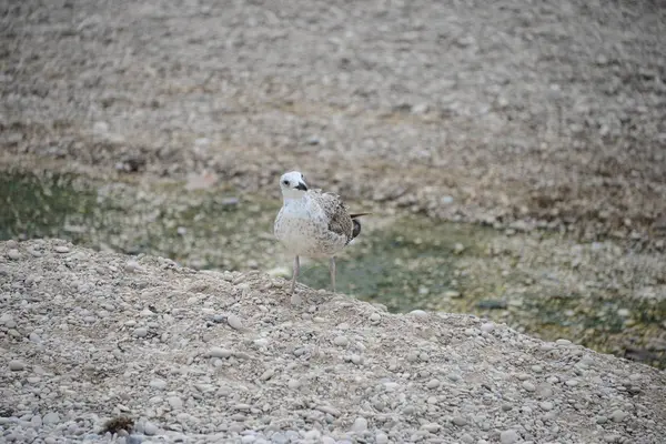 Камни Посредственность Seagull Spain — стоковое фото