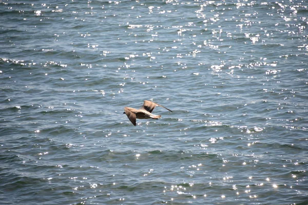 Scenic View Beautiful Gulls Birds — Stock Photo, Image