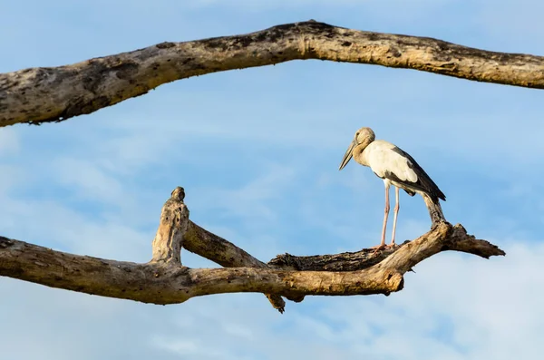 Asiatischer Riesenschnabel Anastomus Oscitans Weißer Vogel Der Allein Auf Bäumen — Stockfoto