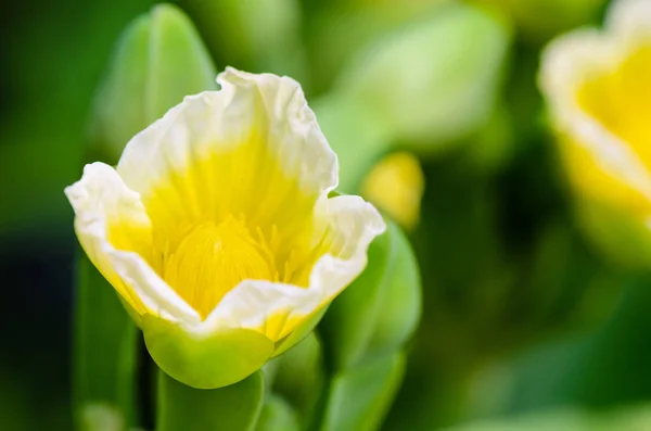 Nahaufnahme Schöne Gelbe Blume Von Limnocharis Flava Oder Gelben Kreuzkopf — Stockfoto