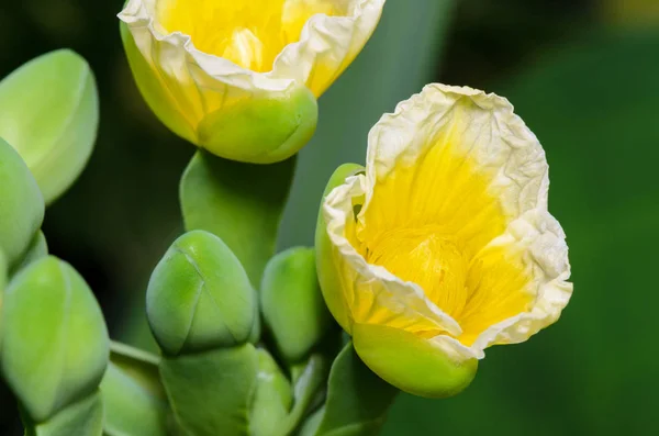 Limnocharis Flava의 닫거나 노란색 머리는 태국에서 식물의 — 스톡 사진