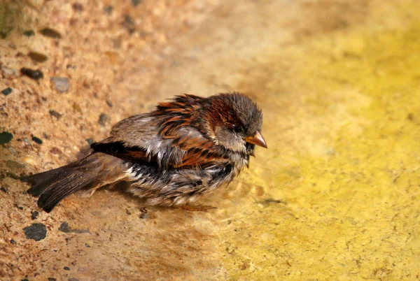 Sparven Badet — Stockfoto